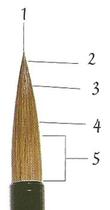 Partes de la punta de un pincel de pelo